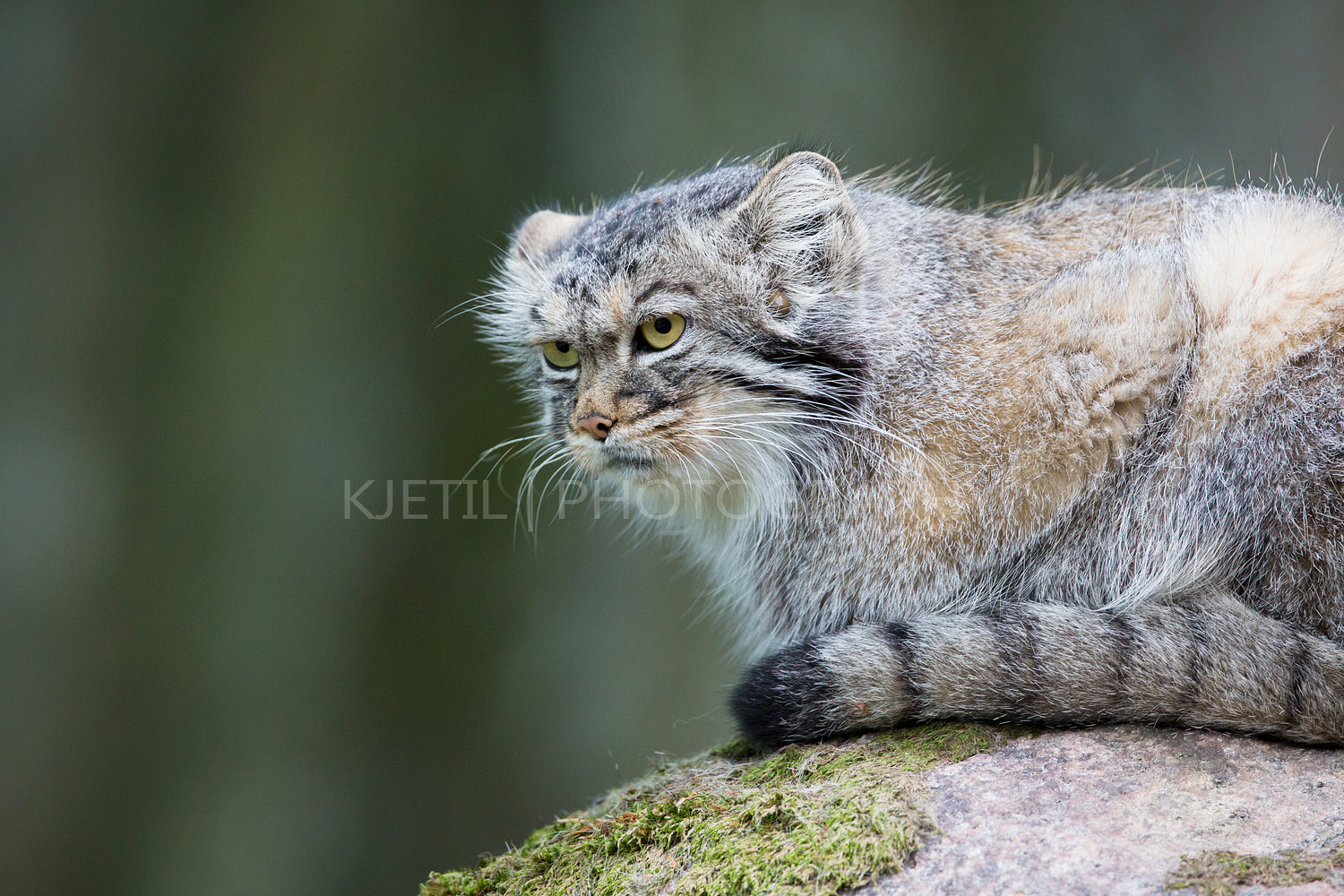 Pallas cat rests