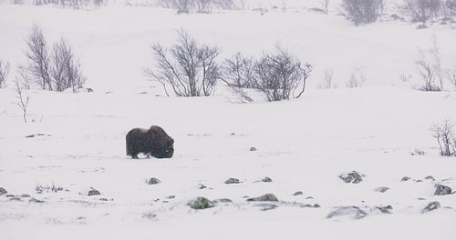 Large musk ox walking in heavy snow blizzard at winter