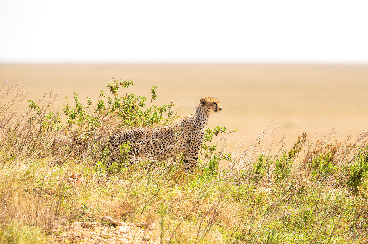 African cheetah on a hill in Serengeti