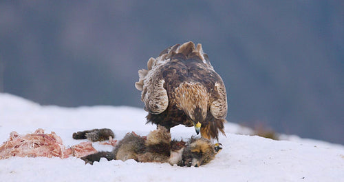 Majestic golden eagle in snowy winter landscape with prey in Norway