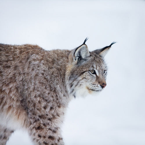 Lynx walking in the snow