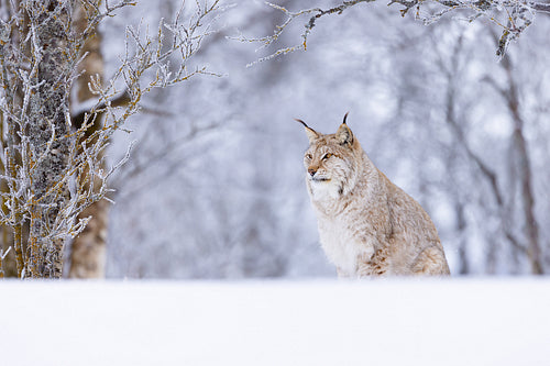 Majestic lynx in a snowy Scandinavian winter forest landscape