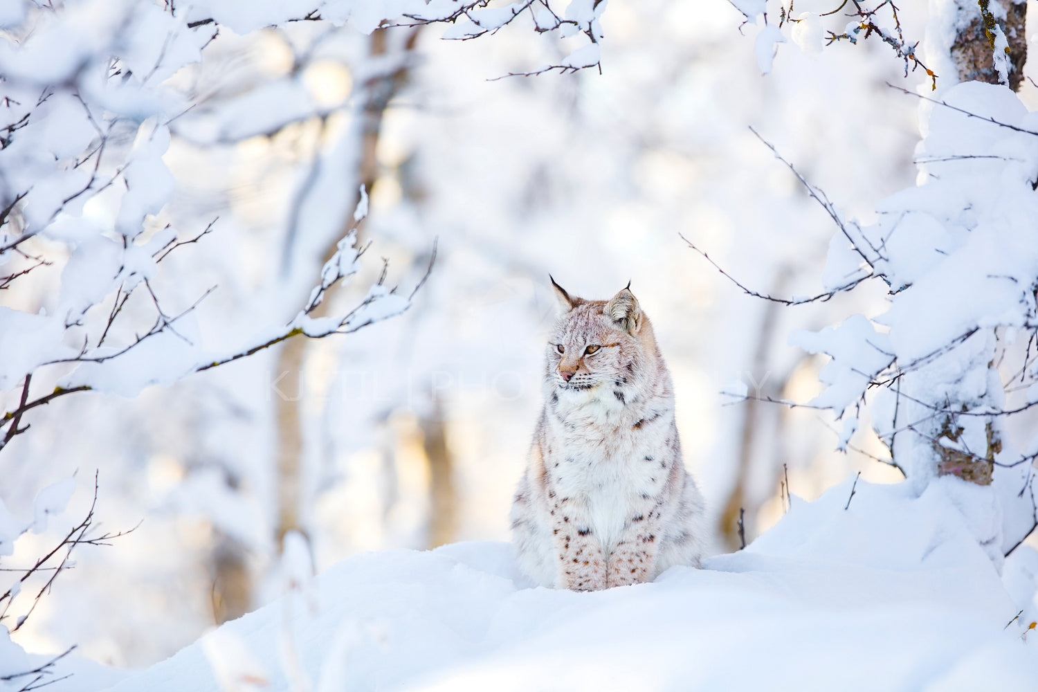 Lynx cub in the cold winter forest