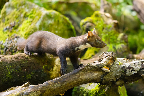 Wild european pine marten standing on a forest stem