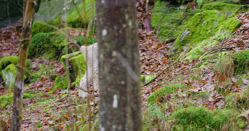 European lynx cub walking in the forest