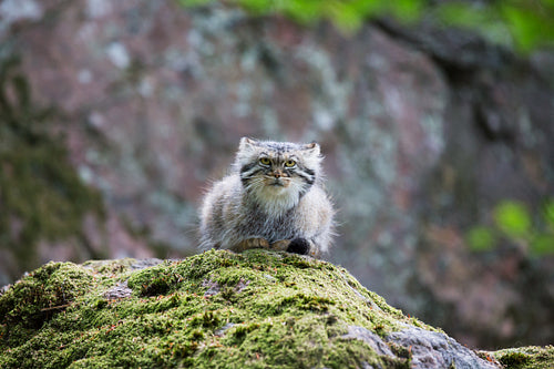 Pallas cat resting