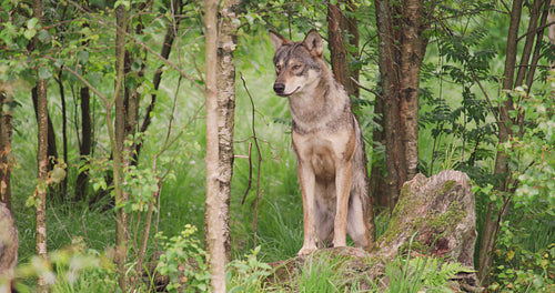 Large grey wolf looking after rivals and danger in the forest