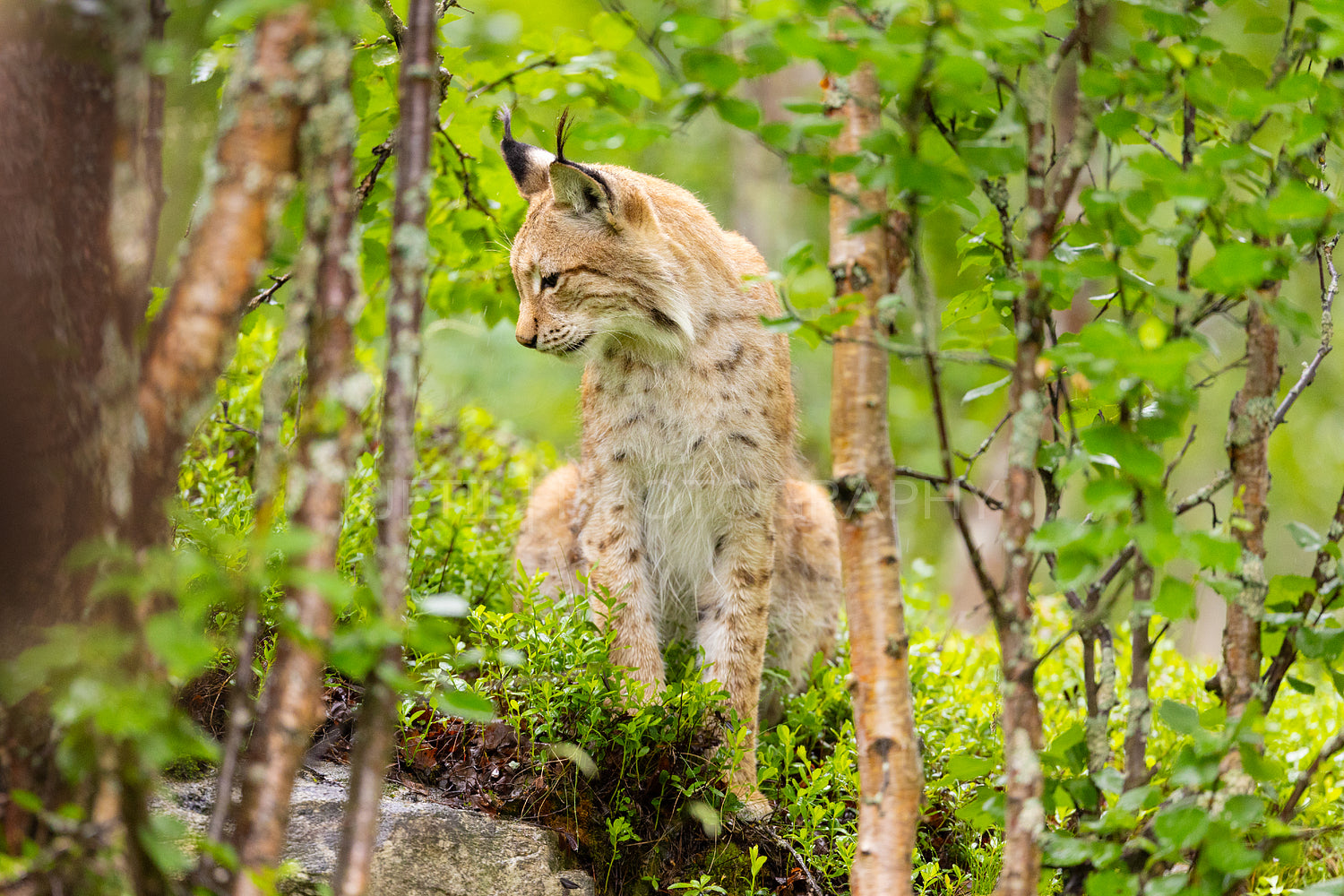 Wild Eurasian lynx in lush Scandinavian forest showcasing the natural beauty of Norwegian wildlife