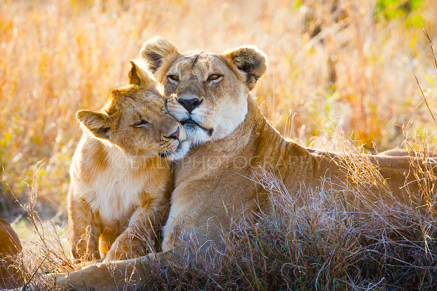 Lion in Africa