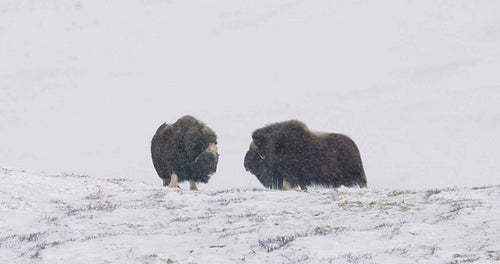 Musk Ox Head-Butting Fight in Dovre mountains in snow blizzard in winter