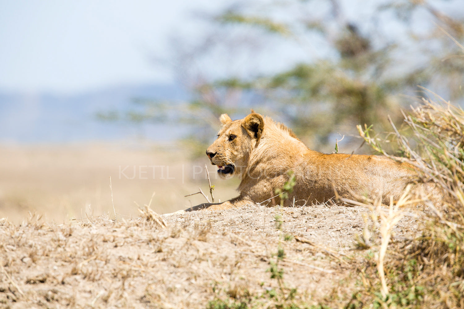 African male lion in Serengeti