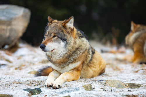 Resting wolfes in wolf pack at early winter