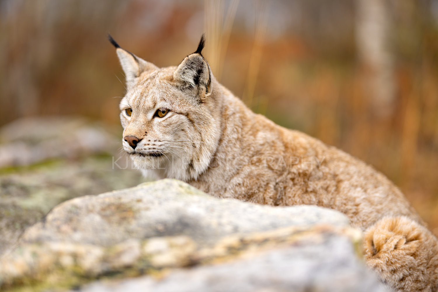 Close-up of a beautiful eurasian lynx sitting in the forest