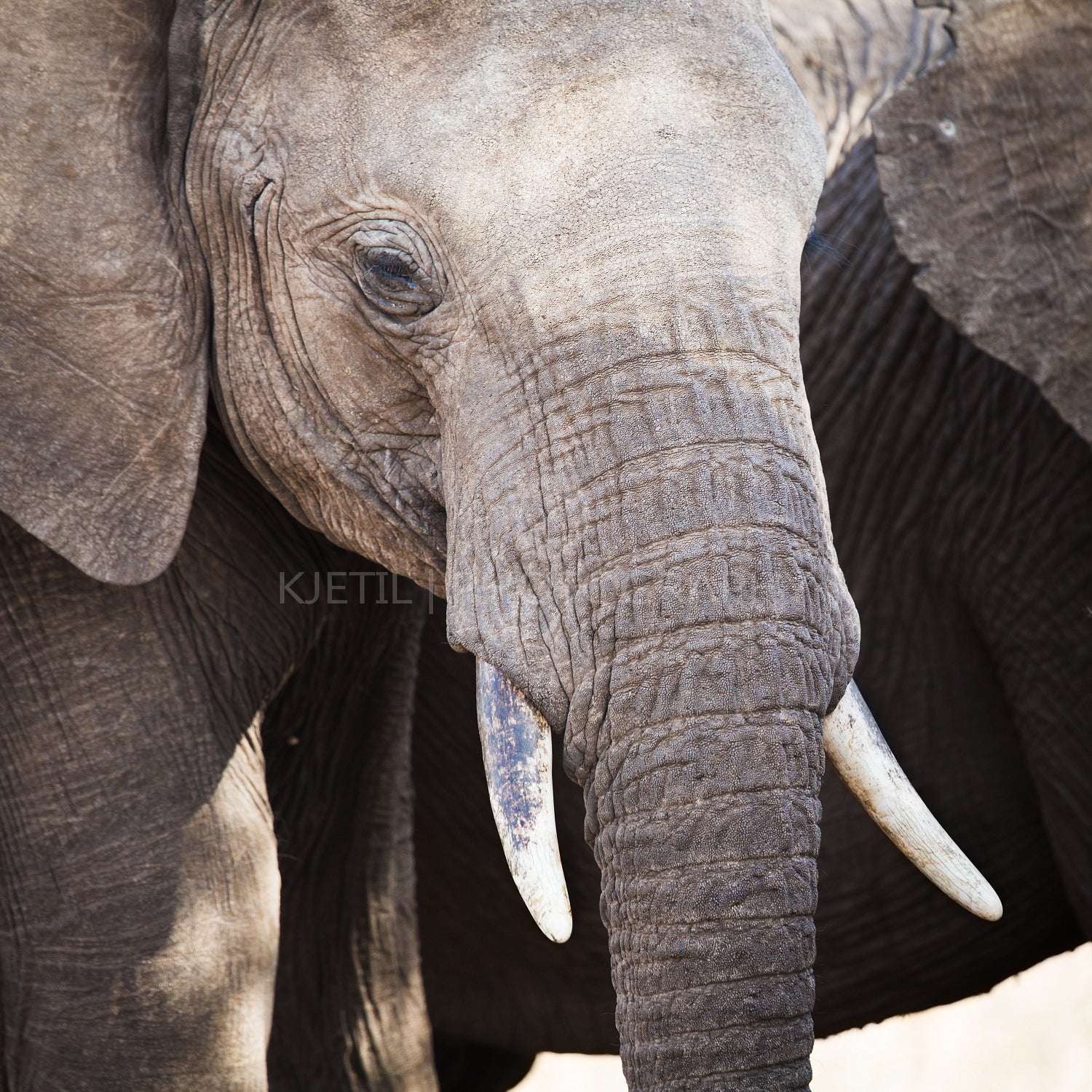 Close up of large african elephant in Tanzania