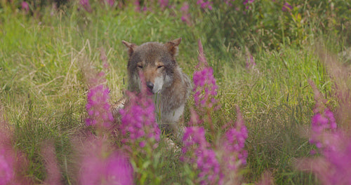 Large adult male grey wolf rests in a meadow and grass in forest