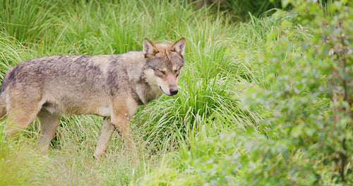 Grey wolf in pack looking after rivals and danger in the forest