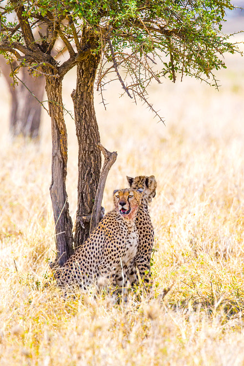 Two cheetahs rests under tree after meal in Serengeti