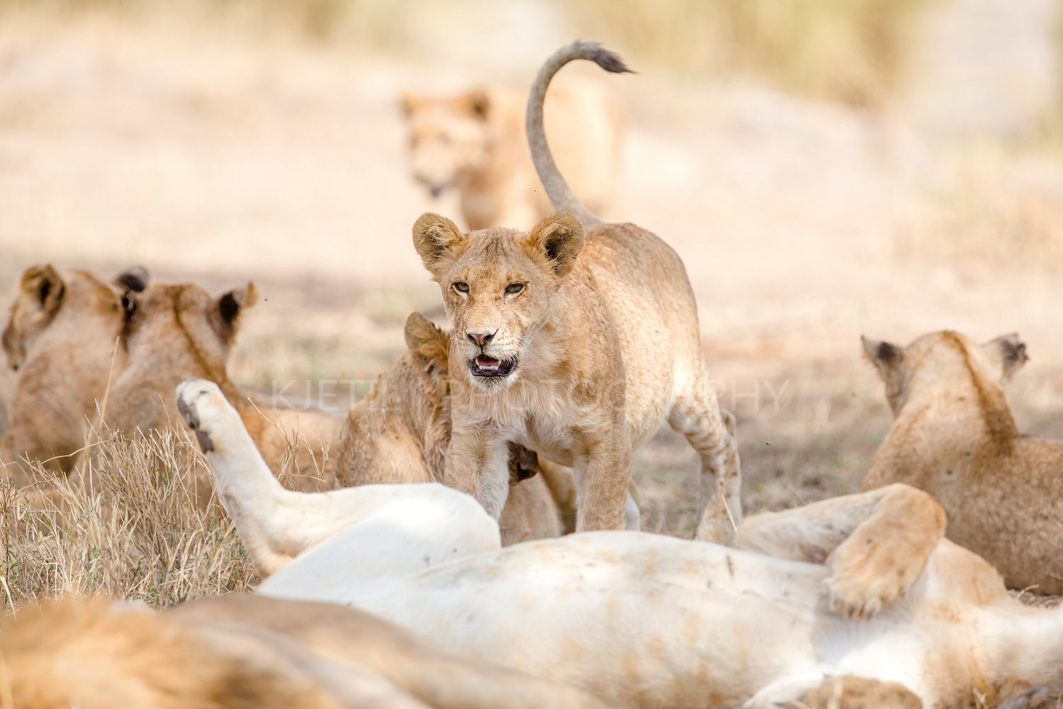 Cub playing in large lion pride at the savannah