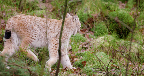 Cute european lynx cub walks in the woods