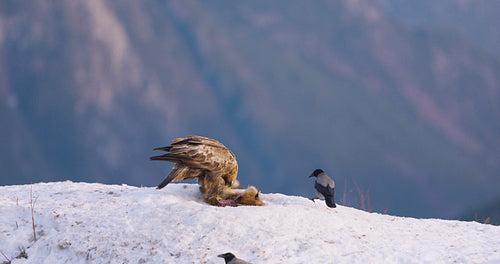 Golden eagle in a stunning winter landscape over Telemark fjords, Norway