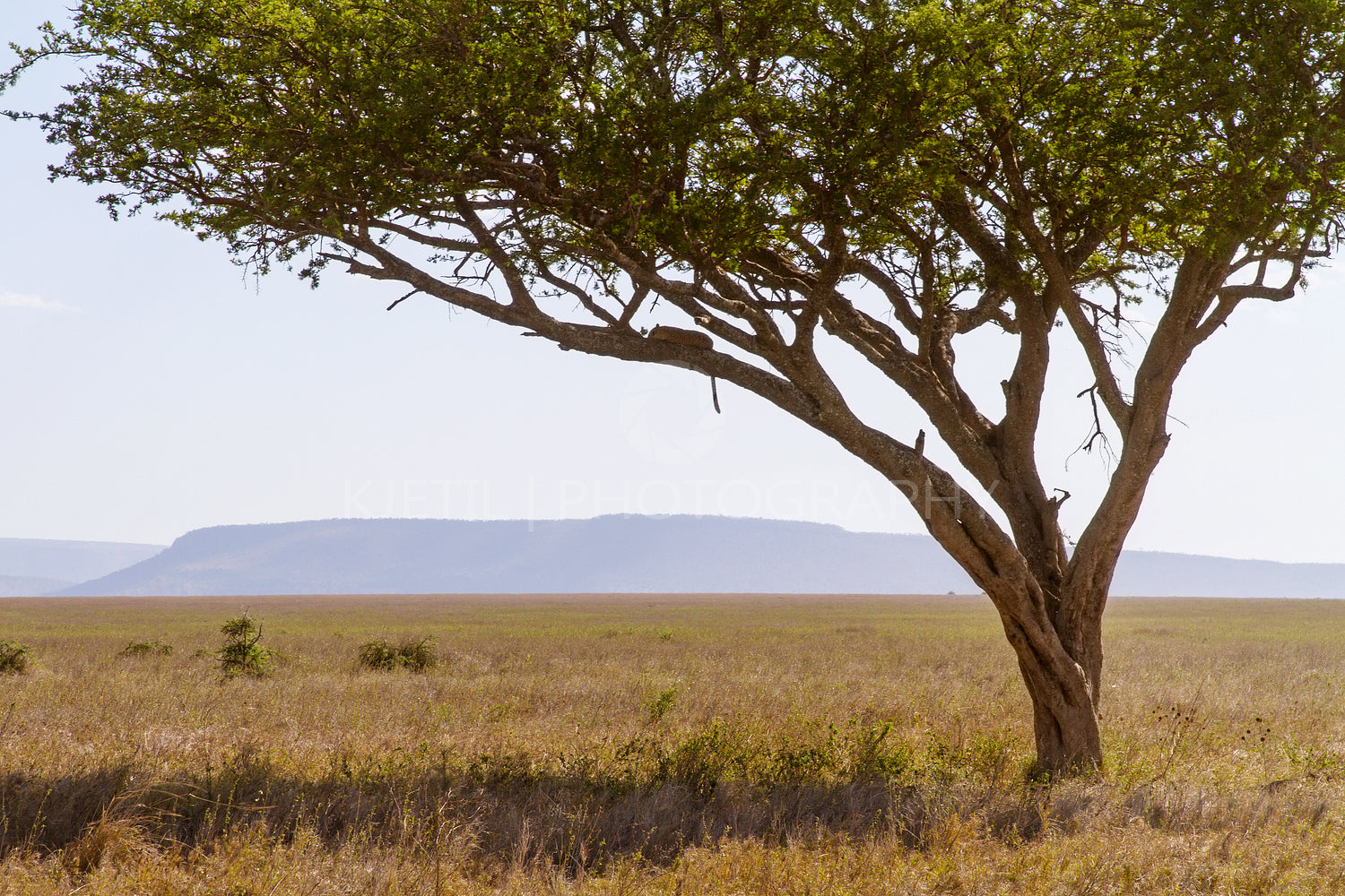 Leopard sleeps in a tree