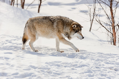 Side view of wolf walking on snow