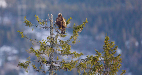 Golden eagle perched on tree in wintery fjord landscape of Telemark, Norway