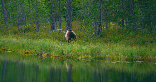 Wild young brown bear walking in the forest looking for food