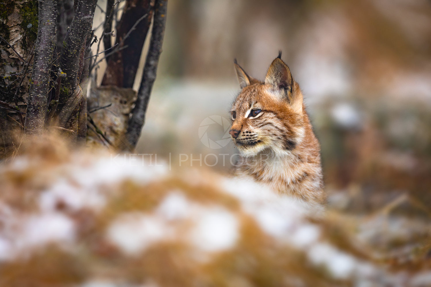 Eurasian lynx in the forest at winter looking for prey