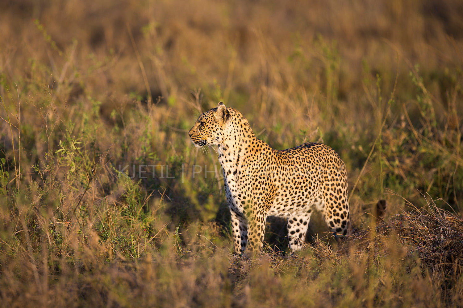 African leopard at the great plains of Serengeti