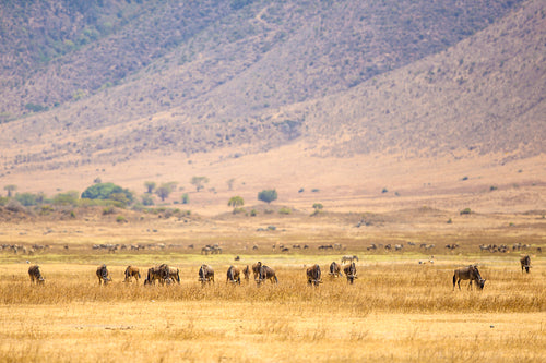 Herds of wildebeests in the Ngorongoro