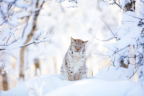 Sleepy cute lynx cub in the cold winter forest