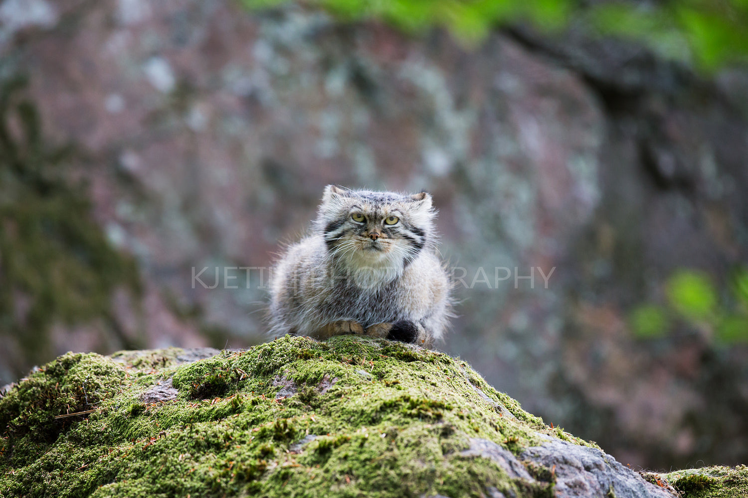 Pallas cat resting