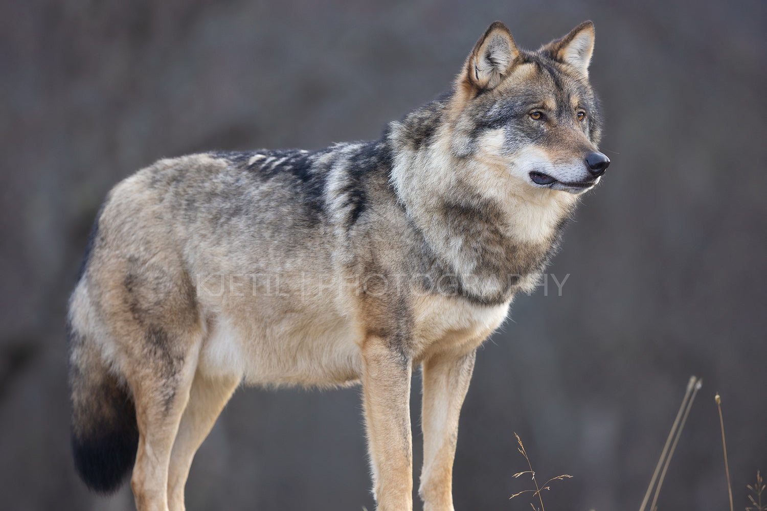 Close-up of large male grey wolf standing on a rock in the forest