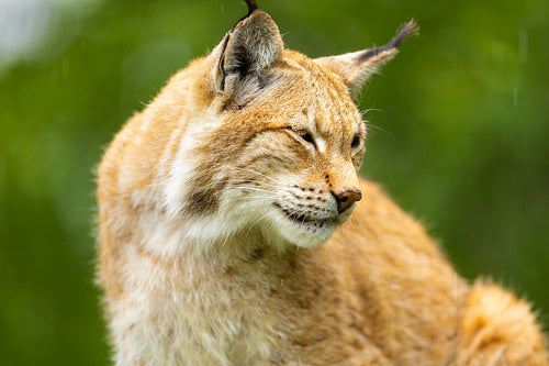 Close-up of a majestic lynx in the Norwegian wilderness, showcasing the beauty and grace of Scandinavian wildlife in natural habitat