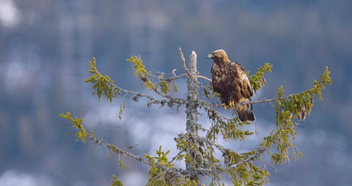 Golden eagle perched on a tree in the snowy fjords of Telemark, Norway