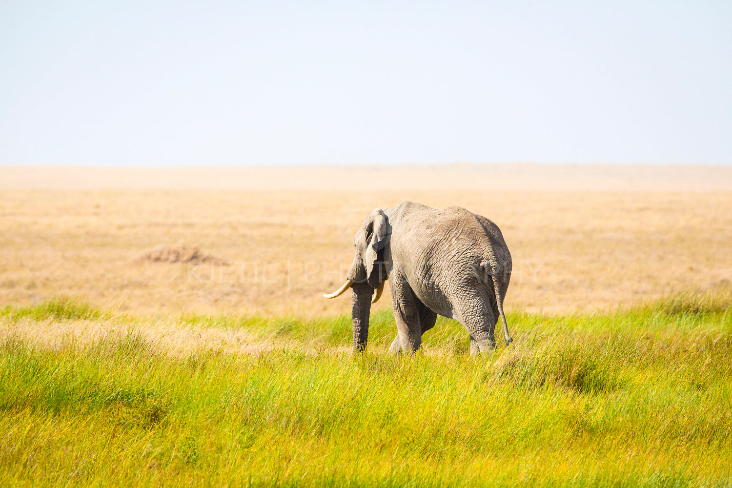 One lonely elephant walking in Serengeti Africa