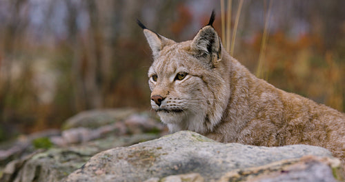 Close-up of a Eurasian lynx lying on a rock in forest