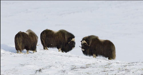 Muskoxen On Snowy Hillside In Dovre