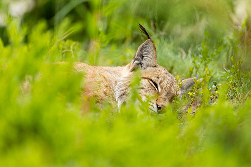 Lynx resting peacefully in lush green foliage in Scandinavian forest