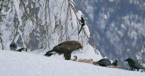 Large golden eagle eating on a dead fox in mountains at winter