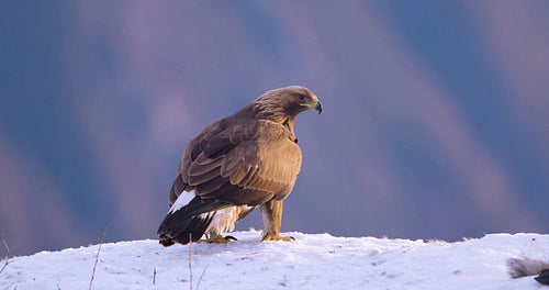 Golden eagle in winter landscape over the fjords of Telemark, Norway