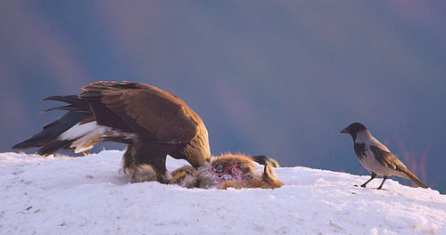 Golden eagle in winter landscape over Telemark fjords in Norway