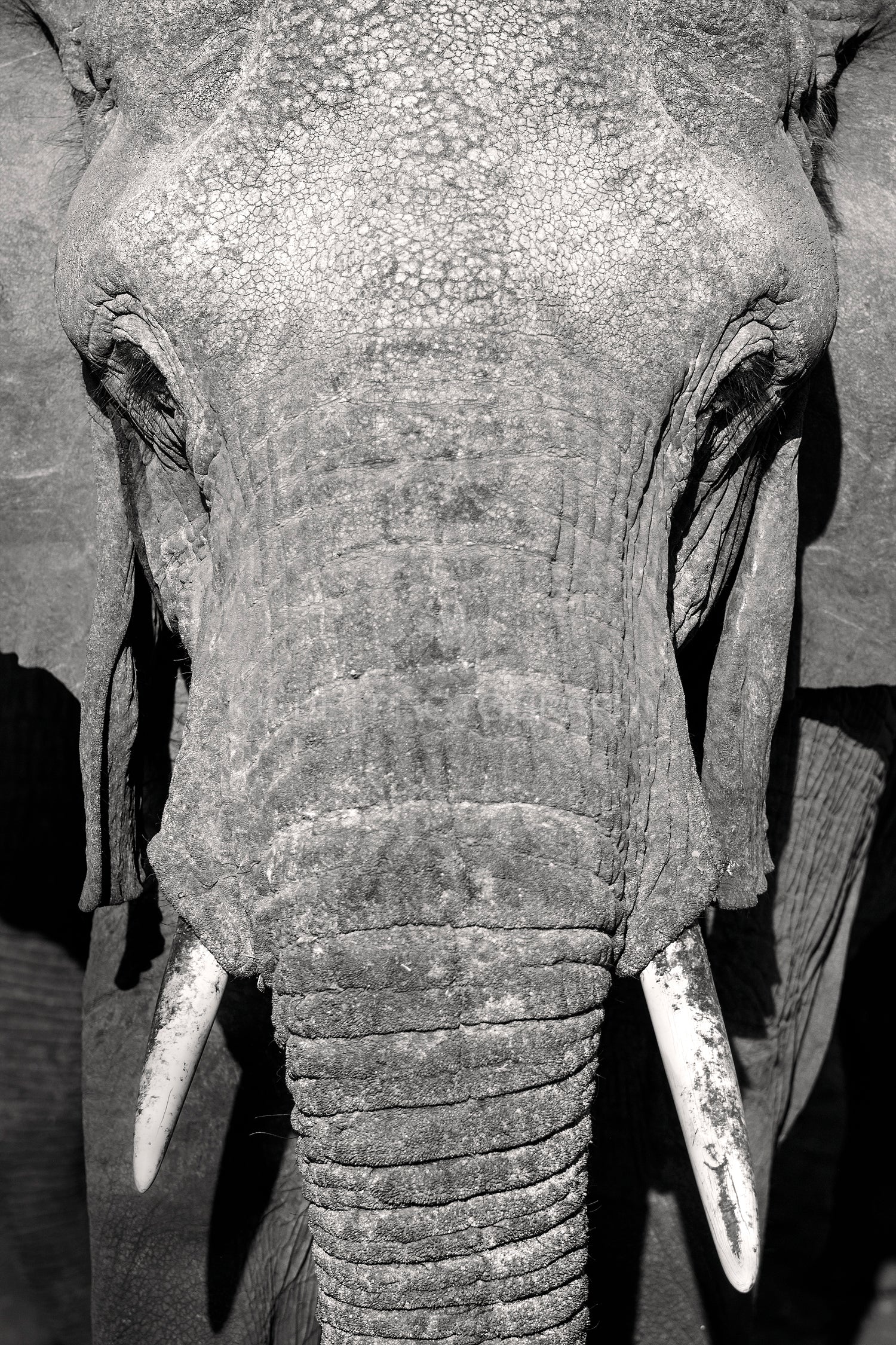 Close up portrait of large wild african elephant 