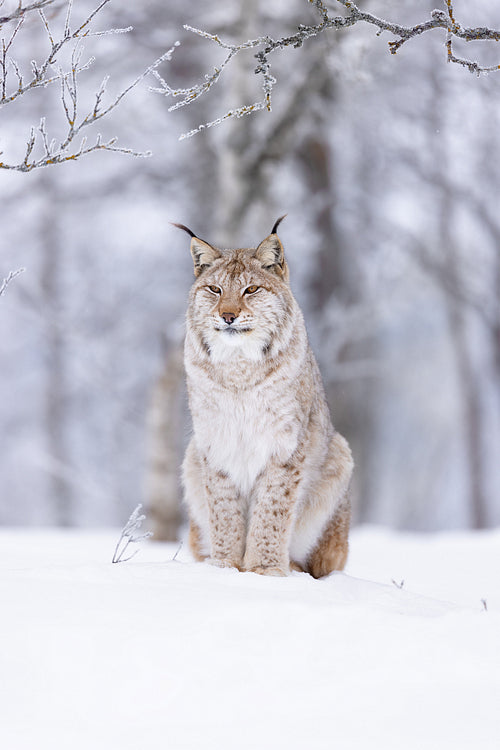 Majestic lynx in serene Scandinavian winter forest setting