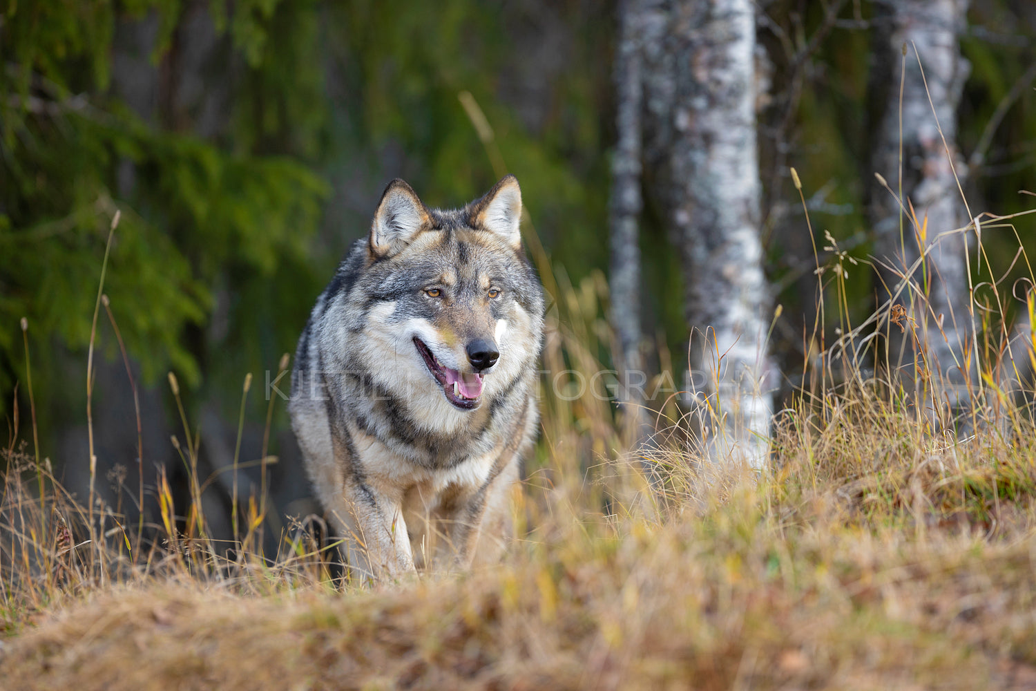 Large male grey wolf walking in the forest