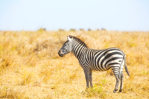 Zebra standing at the great plains of Serengeti