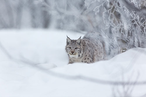 Lynx walking in the snow