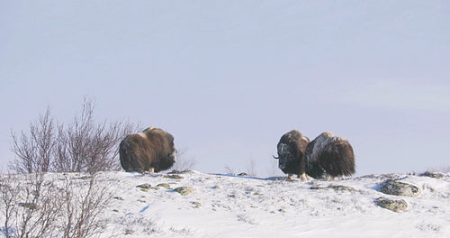 Musk oxen roaming in the snowy landscape of Dovre, Norway