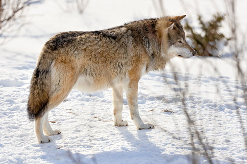 Side view of Eurasian wolf standing on snow